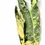 Thumbnail: Philodendron billietiae variegata