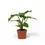 Thumbnail: Alocasia 'Low Rider'