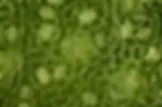 Extreme close-up of stomata on a green leaf surface under microscope