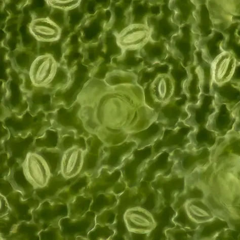 Mikroskopische Ansicht von Stomata auf einer Blattoberfläche. Diese winzigen Poren öffnen und schließen sich, um Gasaustausch, Wasserhaushalt und Signalprozesse in der Pflanze zu steuern – und das, obwohl sie unsichtbar bleiben.