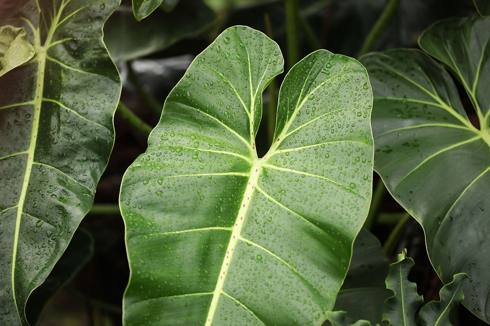 Philodendron cordatum Kunth ex Schott ist eine ganz andere Pflanze als Philodendron hederaceum – aber dennoch ein „Herzblatt-Philodendron“.