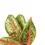 Miniaturbild: Aglaonema 'Painted Celebration'