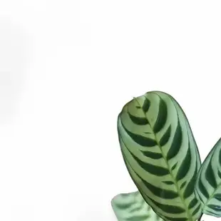 Silber grüne und dunkelgrüne gestreifte Blätter von Ctenanthe amabilis.