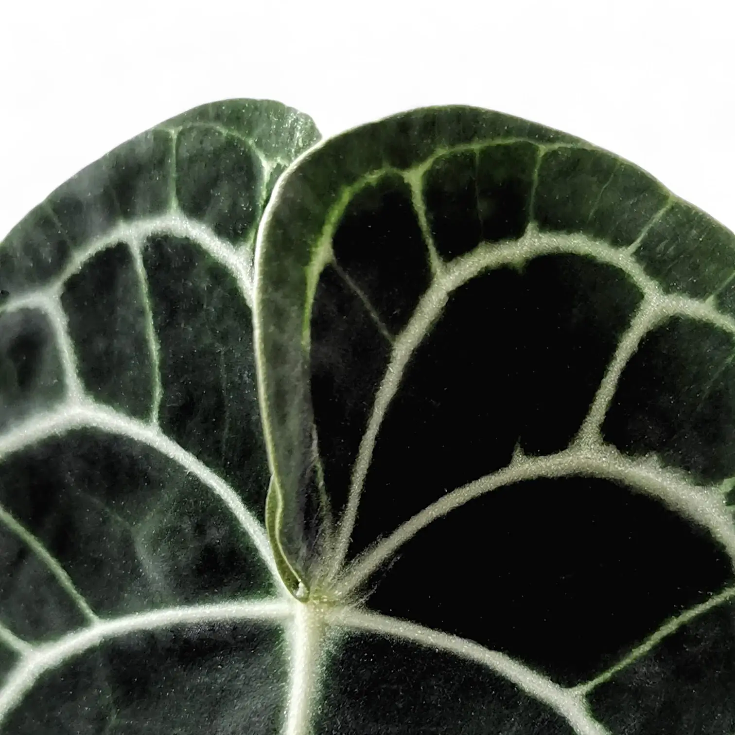Anthurium clarinervium