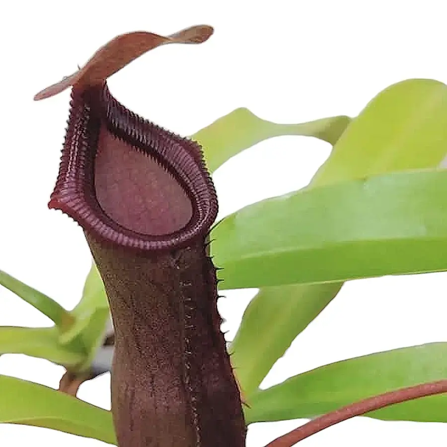 Nepenthes  ‘Bill Bailey’