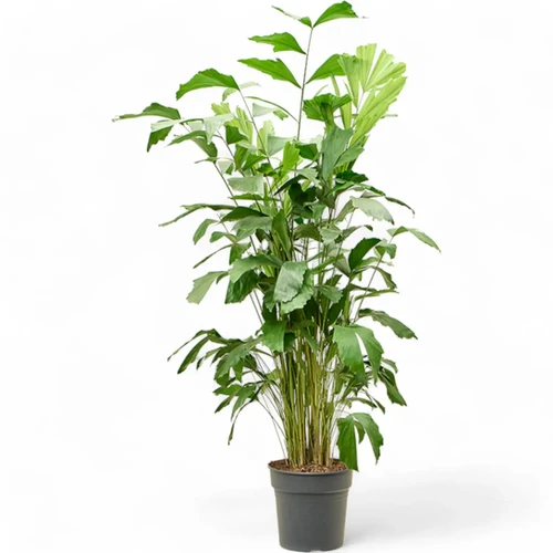 Caryota mitis – Buy Fishtail Palm at Foliage Factory
