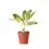 Thumbnail: Aglaonema 'Lipstick Green'