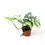 Thumbnail: Syngonium podophyllum 'Aureum'