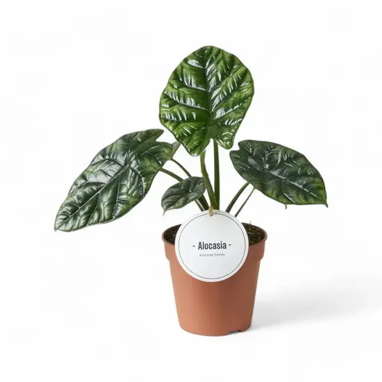A potted Alocasia sinuata showcasing compact, deeply grooved, glossy emerald-green leaves with a metallic shimmer.
