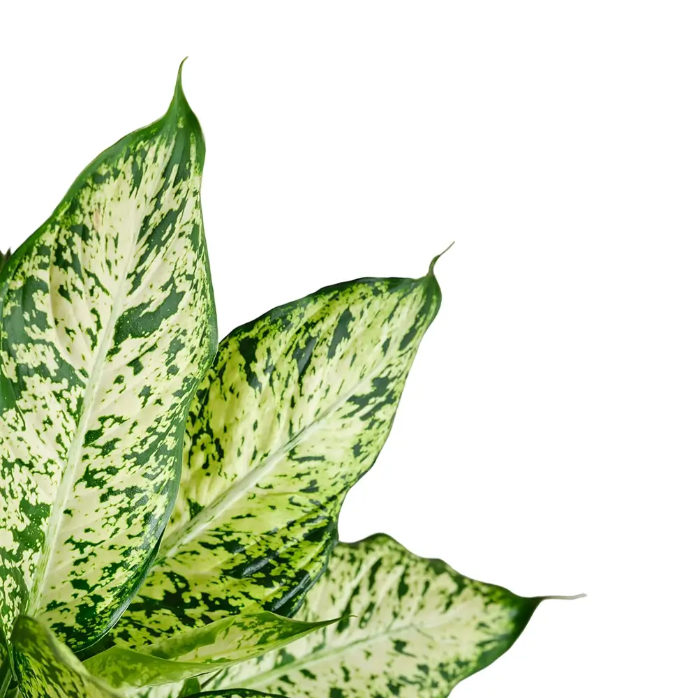 Dieffenbachia seguine 'Compacta' houseplant