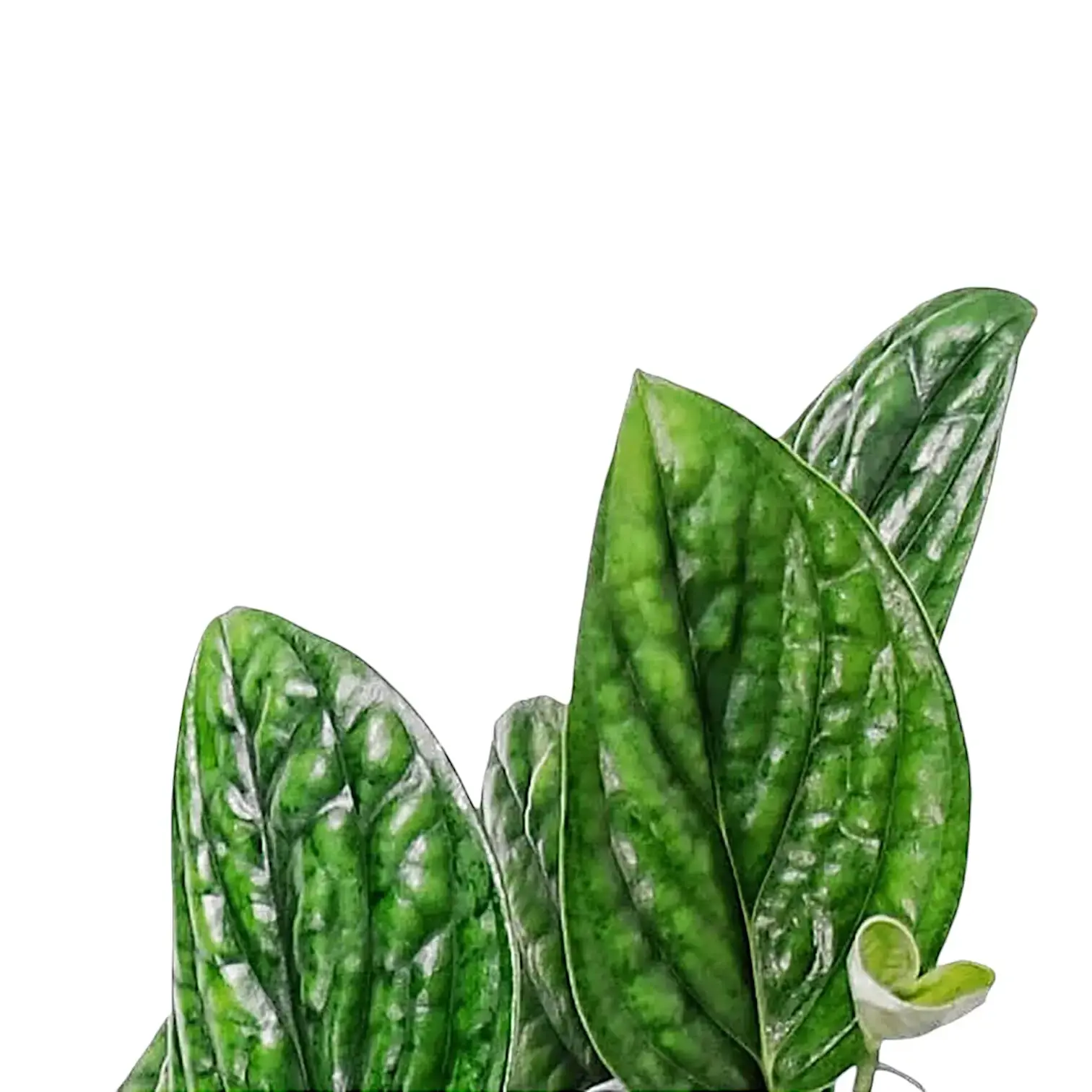 Monstera sp. Peru ('Karstenianum')