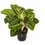 Thumbnail: Aglaonema 'Spring Red'