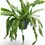 Thumbnail: Disocactus (Epiphyllum ) crenatum 'Beavertail'