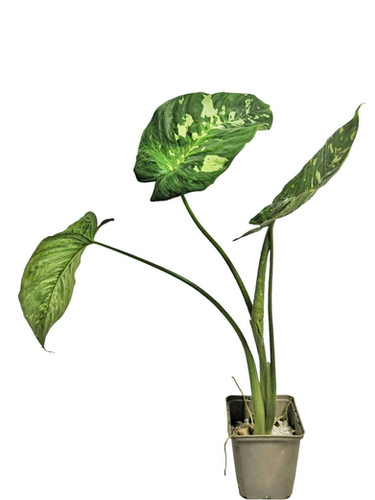 その他観葉植物 schismatoglottis ciliata variegated 🦍-TGK-r60402-🦍 / Schismatoglottis ciliata variegated from