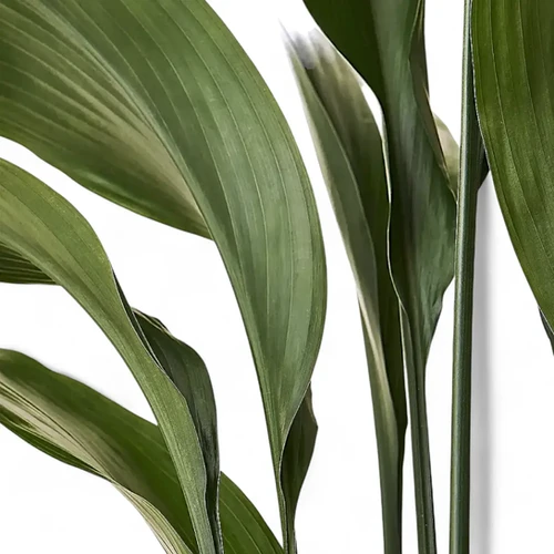 Low-Light Houseplants | Shade Survivors – Foliage Factory