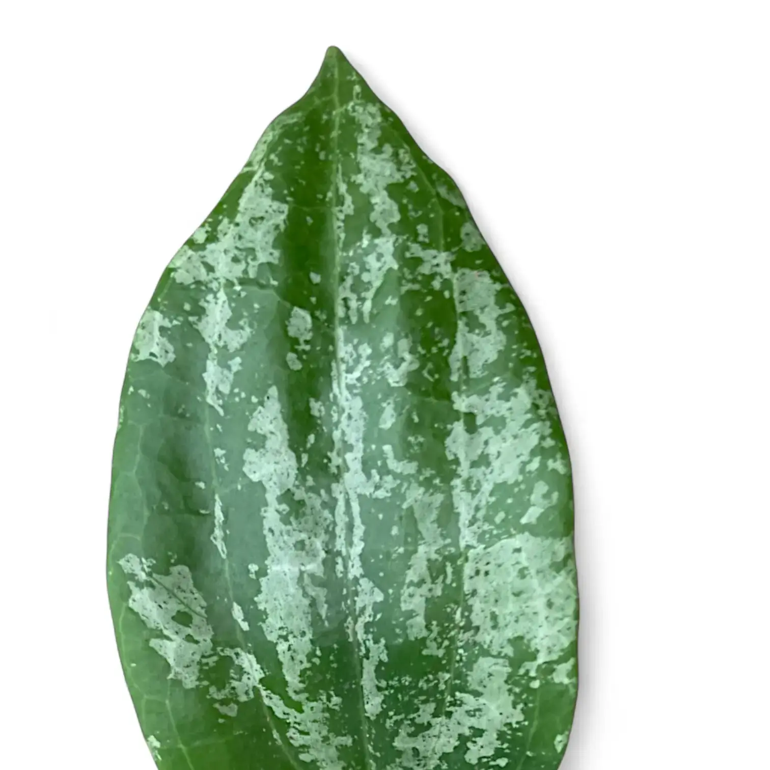 Hoya latifolia 'Silver'