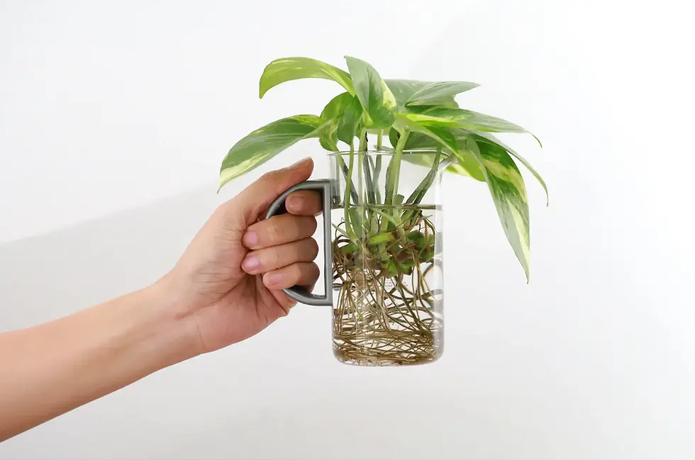 Hand holding a clear glass cup of water with rooted Epipremnum aureum cuttings, long white roots visible.
