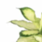 Dieffenbachia seguine 'Camilla'