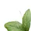 Thumbnail: Hoya sp. Gayo