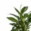 Thumbnail: Spathiphyllum 'Vivaldi'