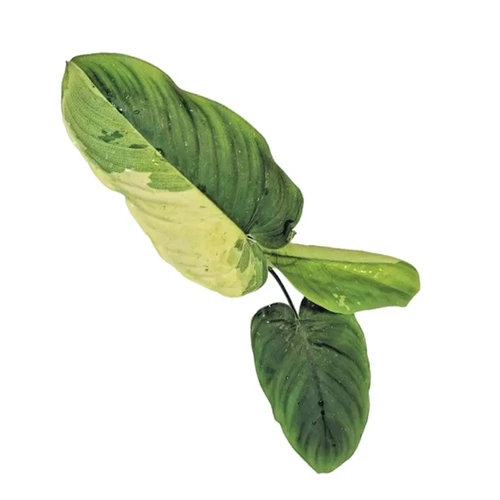 その他観葉植物 schismatoglottis ciliata variegated Schismatoglottis sp variegata - buy online at Foliage Factory
