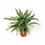 Thumbnail: Aglaonema 'Cutlass'