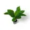 Miniaturbild: Musa acuminata 'Cheeka'