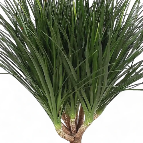 Dracaena draco | foliage factory