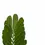 Thumbnail: Zamia furfuracea