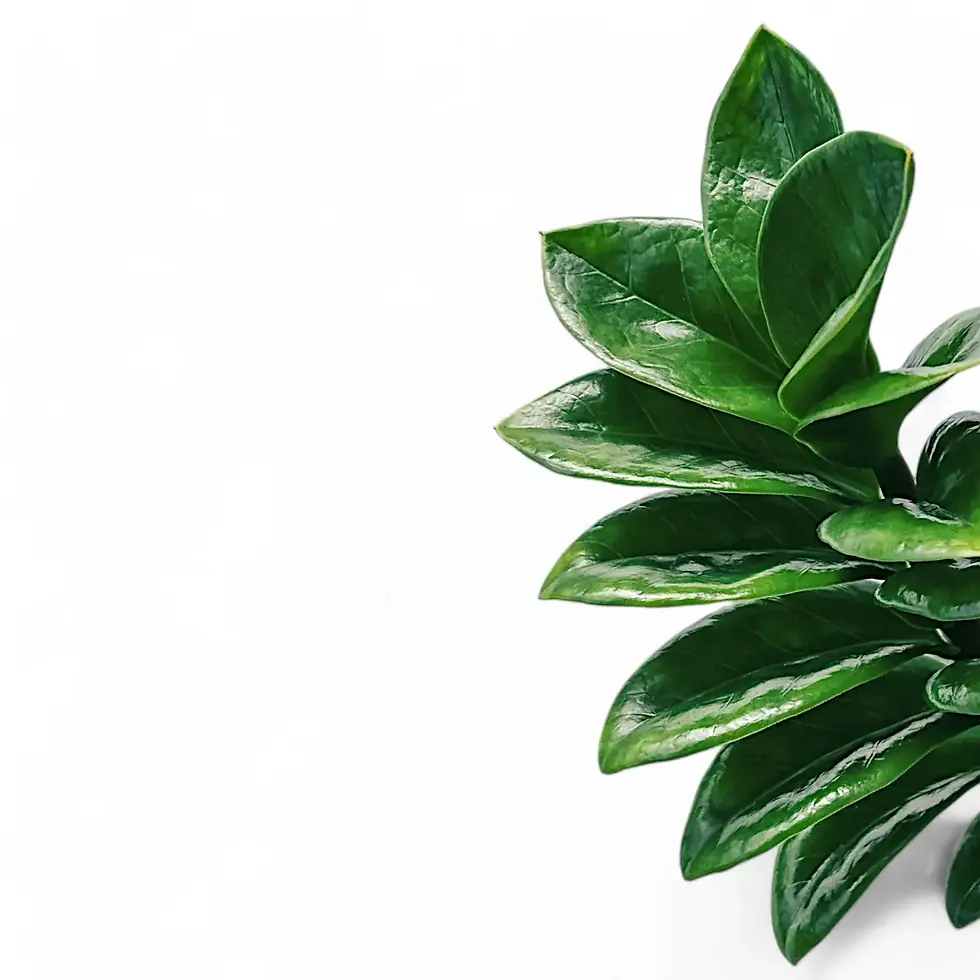 Zamioculcas zamiifolia 'Zenzi'