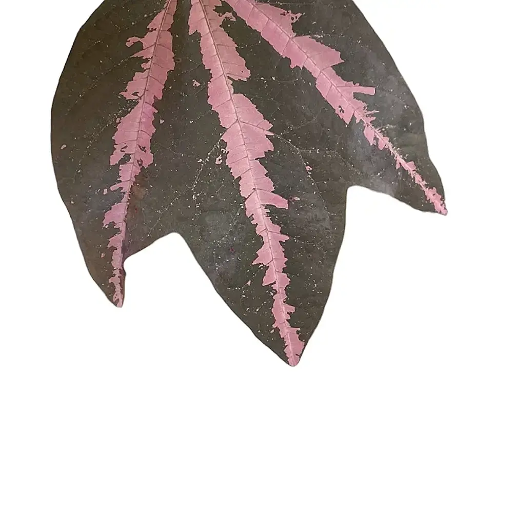 Passiflora trifasciata