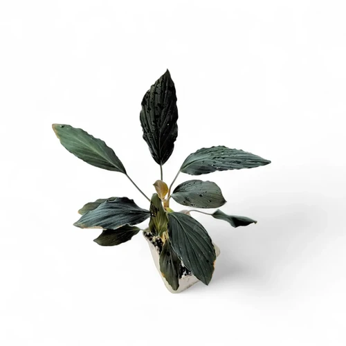 Homalomena sp. 'Platinum black' online at Foliage Factory