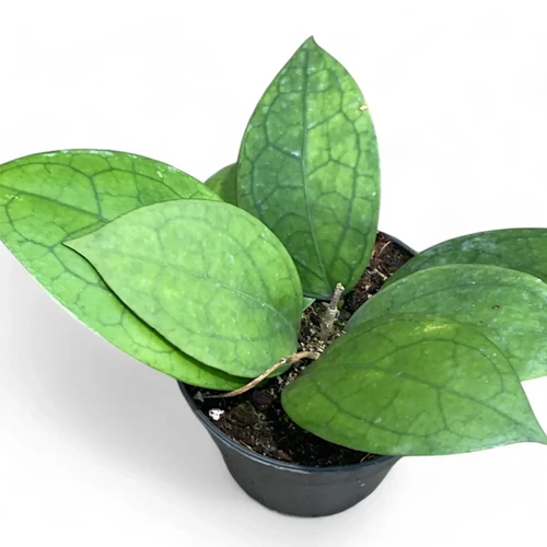 【保存版】 Hoya 'Puom Foliage Bold with Hybrid Unique - Ruby' Siam その他観葉植物