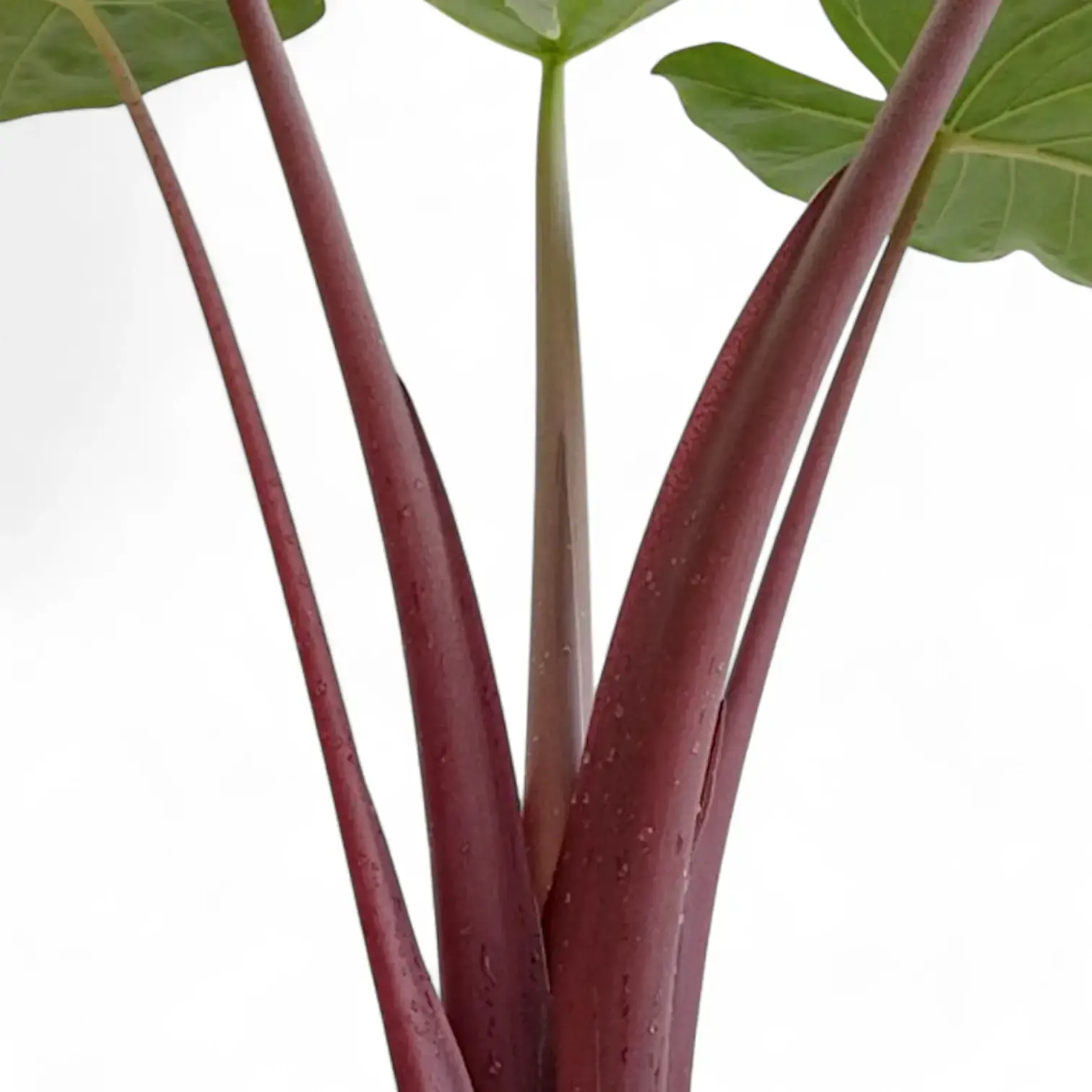 Alocasia 'Imperial Red'