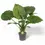 Miniaturbild: Alocasia odora 'California'