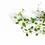 Miniaturbild: Muehlenbeckia complexa 'Maori'