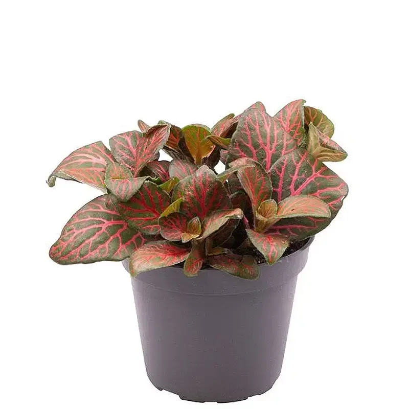 Fittonia albivenis 'Joly Josan Red'