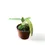 Thumbnail: Anthurium pallidiflorum
