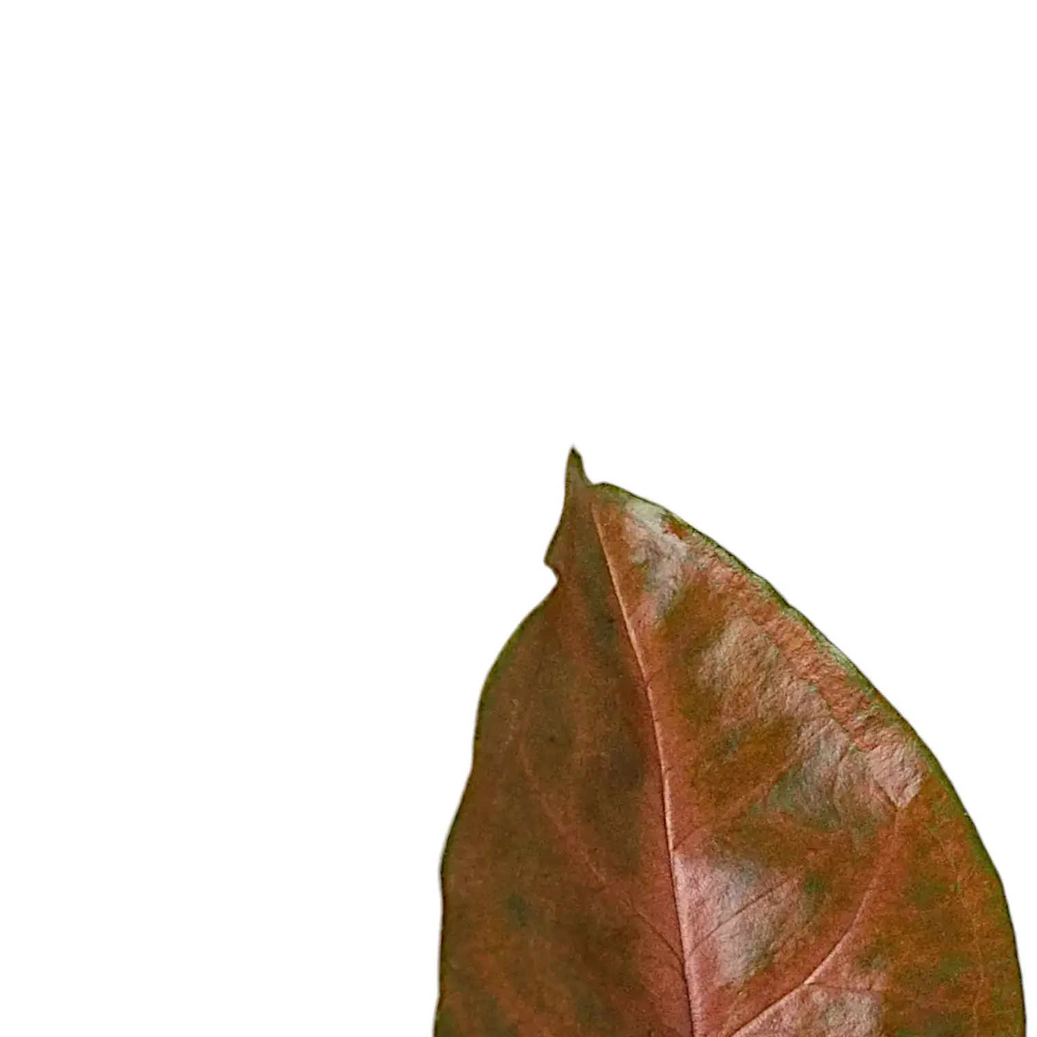 Syngonium podophyllum 'Maria Allusion'