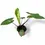 Thumbnail: Alocasia macrorrhizos 'Black Stem'