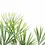Thumbnail: Actiniopteris australis