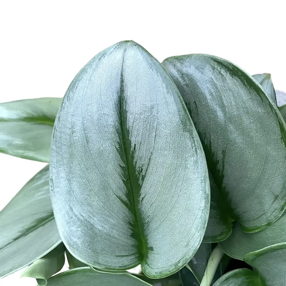 Scindapsus treubii 'Moonlight'