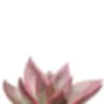 Close-up of Echeveria agavoides ‘Mars Galaxy’ succulent with pink-red tips.