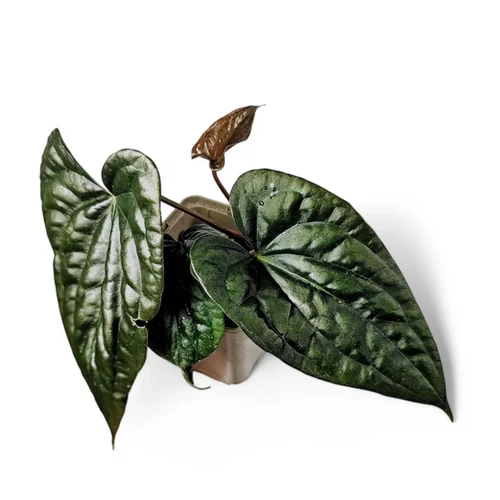 Anthurium papillilaminum x luxurians - at Foliage Factory
