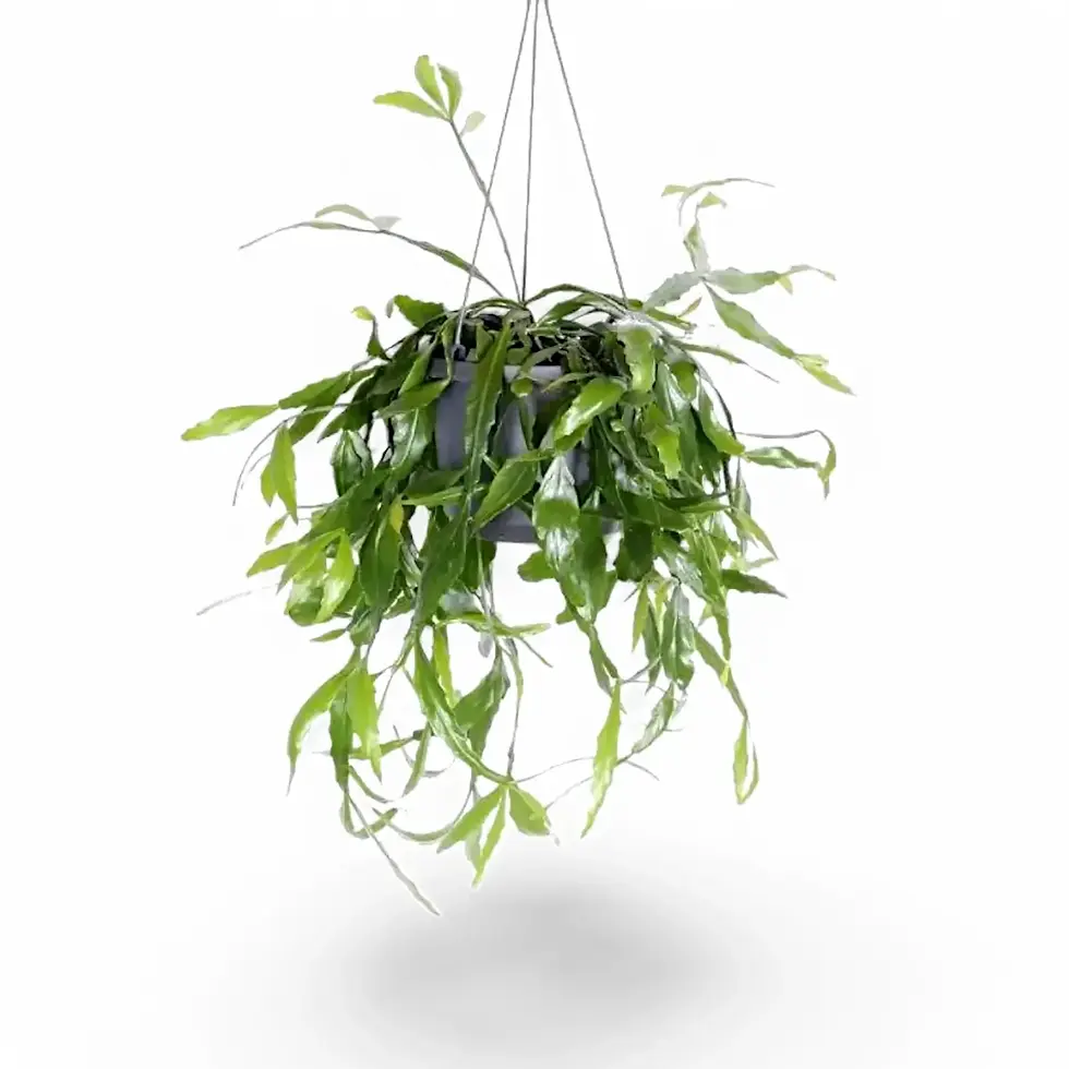 Rhipsalis occidentalis