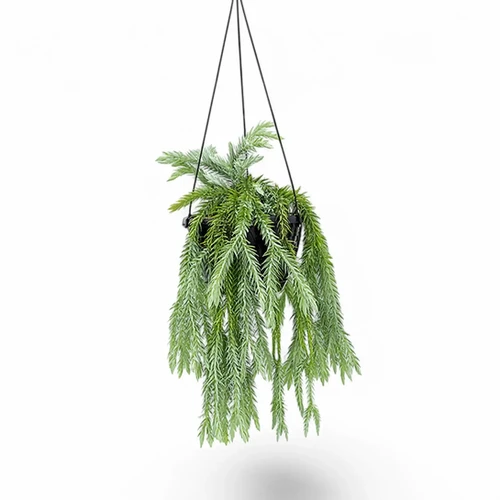 Phlegmariurus (Huperzia) goebelii - buy at Foliage Factory