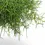 Miniaturbild: Rhipsalis teres f. heteroclada