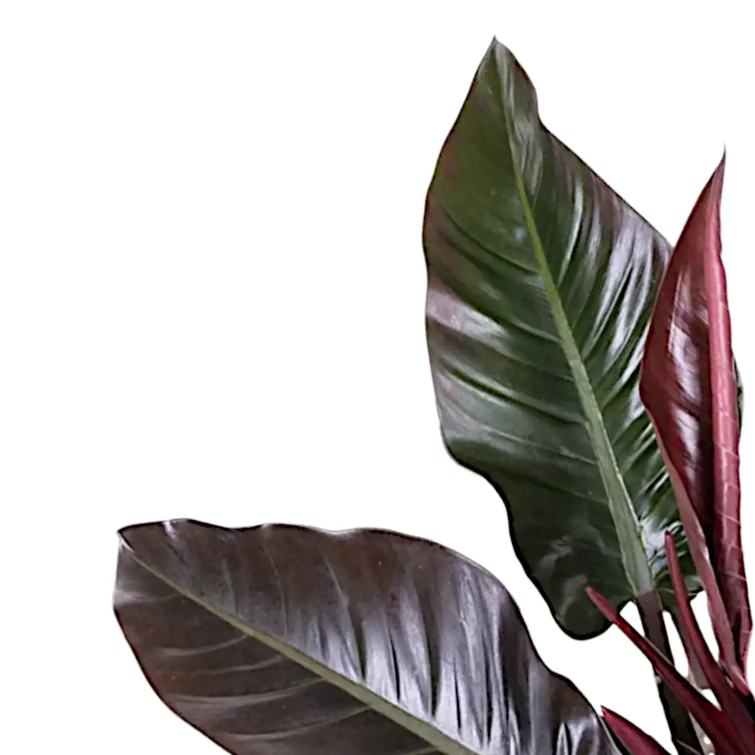 Philodendron 'Imperial red'