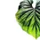 Thumbnail: Philodendron plowmanii