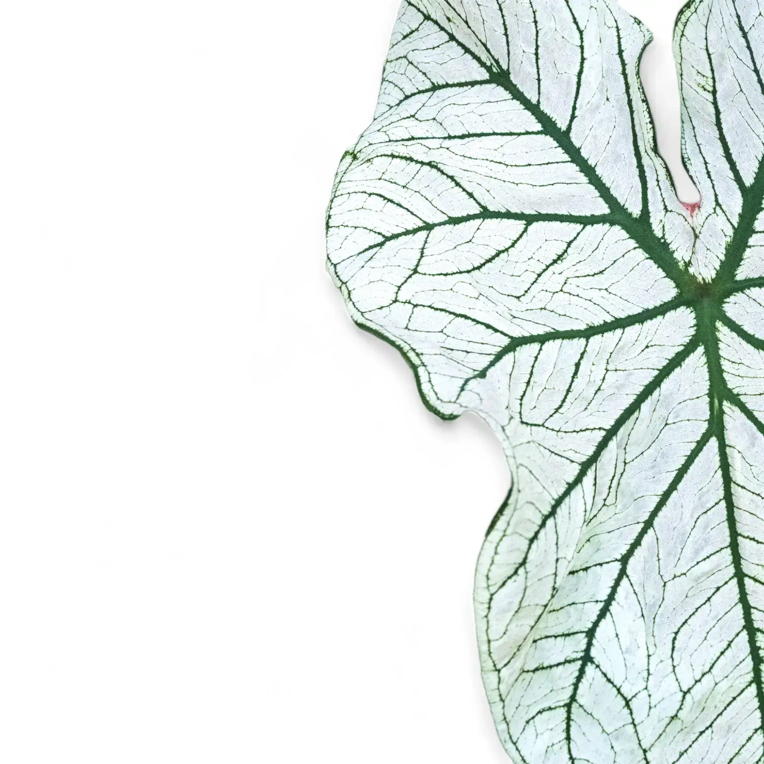 Caladium 'White Christmas'